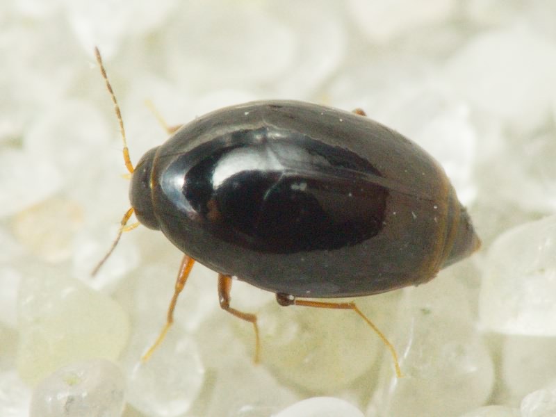Scaphisoma agaricinum (Linnaeus, 1758)